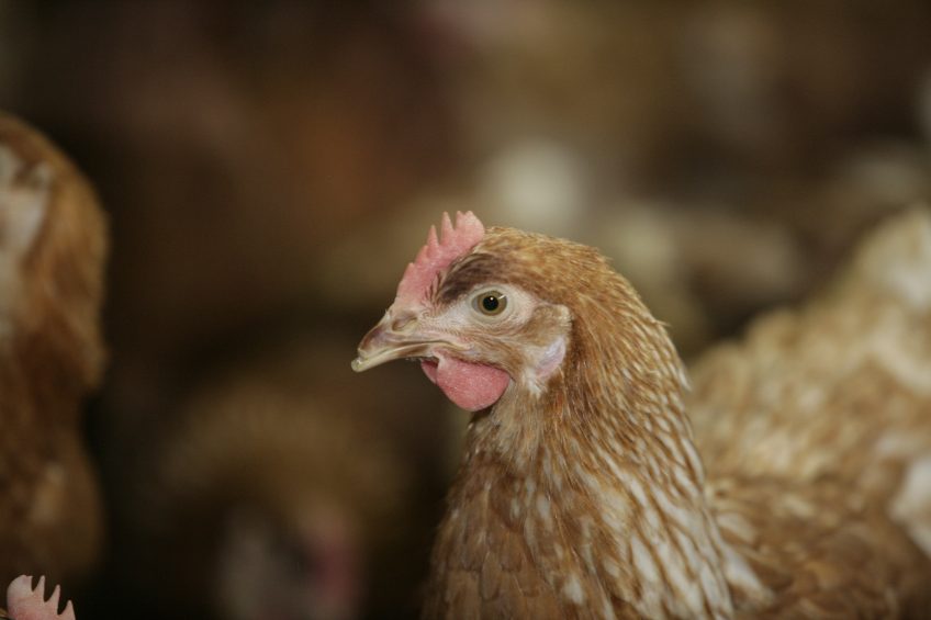 Sweden reports Newcastle Disease outbreak. Photo: Henk Riswick