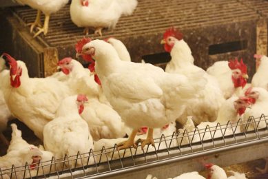 Defra revisits statutory codes for broiler welfare. Photo: Henk Riswick