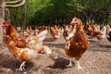 Farmers call for extension to organic derogation.
