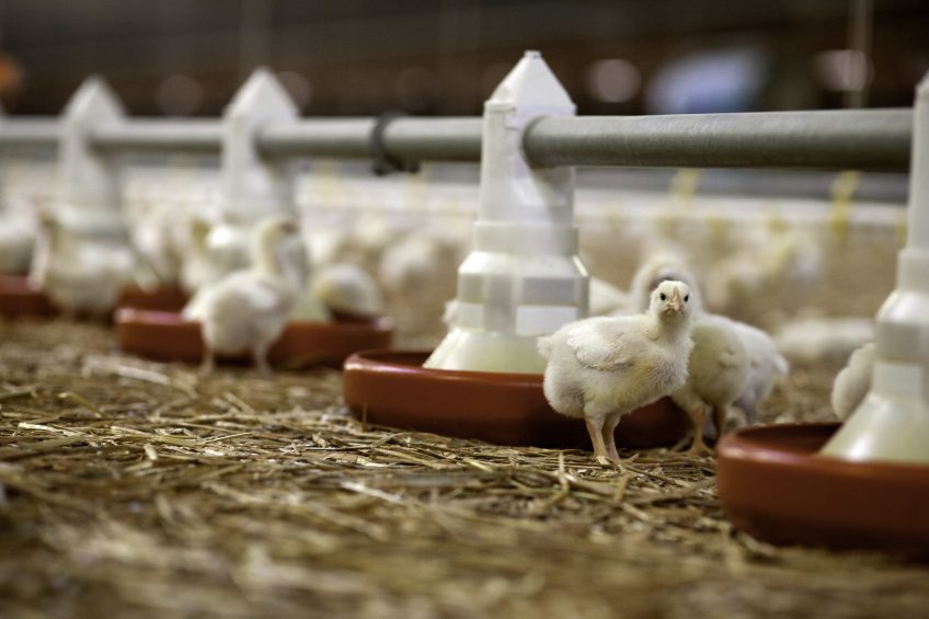 Alpha-monopelargonin to improve broiler health and performance. Photo: Jan Willem van Vliet