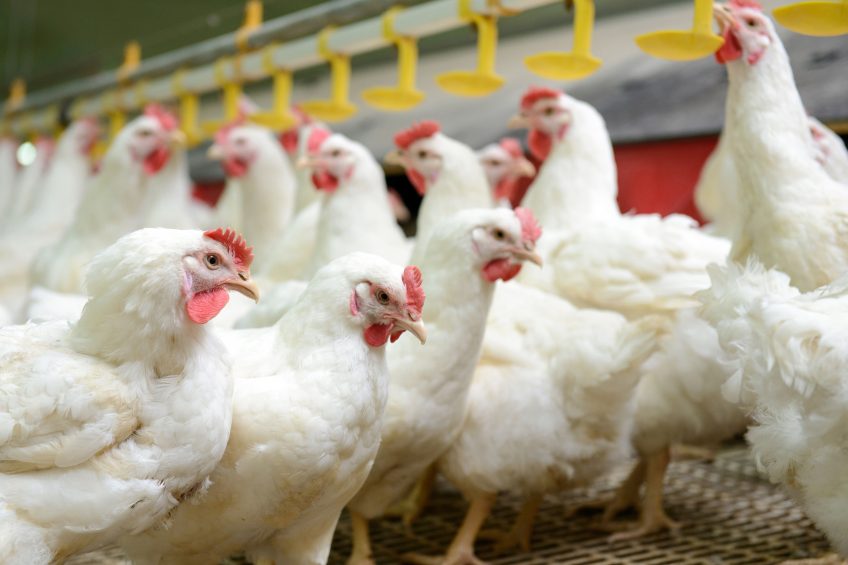 EU report provides growing link between antibiotic use and resistance. Photo: Shutterstock