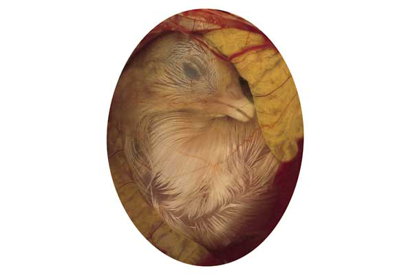 Study: Egg storage and hatchery management
