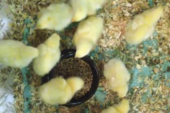 Dutch experiment: Feeding live insects to chickens