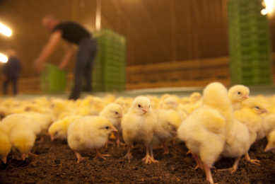 On-farm antibiotic use under threat from Brussels