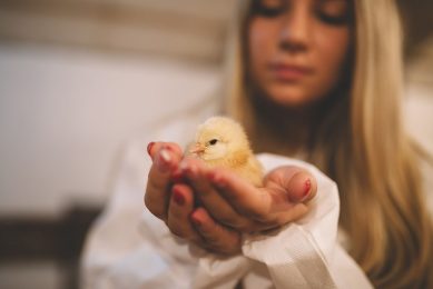 Investing in optimising breeder performance plays a key role in broiler performance and growth. Photo: Hedgehog94