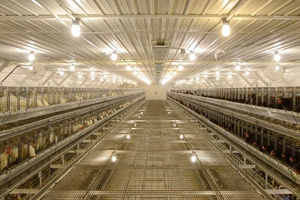 Hy-Line Int invests in multi-year expansion program