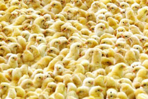 NZ s Tegel Foods sees surge in poultry export markets