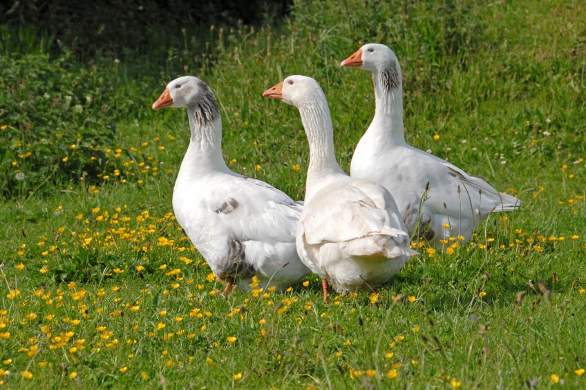 Rural crime on the rise in 2017 after 4% decline last year. Nick Spurling/FLPA//Rex/Shutterstock