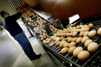 Kellogg s to source 100% cage-free eggs by 2025