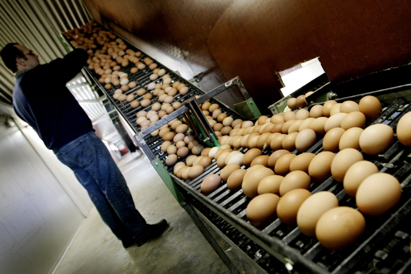 Kellogg s to source 100% cage-free eggs by 2025