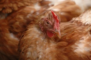 USDA seeks more HPAI vaccine proposals
