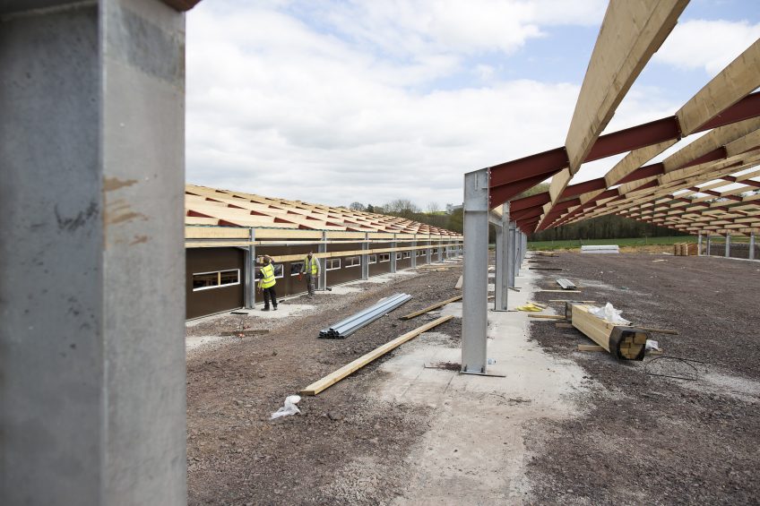 The risks and rewards of broiler farming. Photo: Geoff Pagotto
