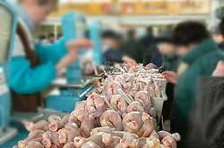 Russia s poultry sector growth hikes soybean meal demand