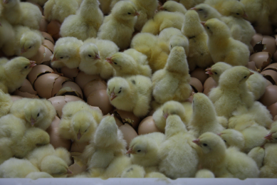 Colonisation-inhibition protects against Salmonella