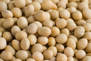 Environmentally friendly soy for Dutch organic layers