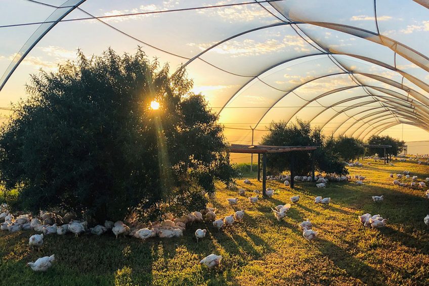 There are around 56,000 breeding hens at Elgin Free Range Chickens at any one time. Photo: Chris McCullough
