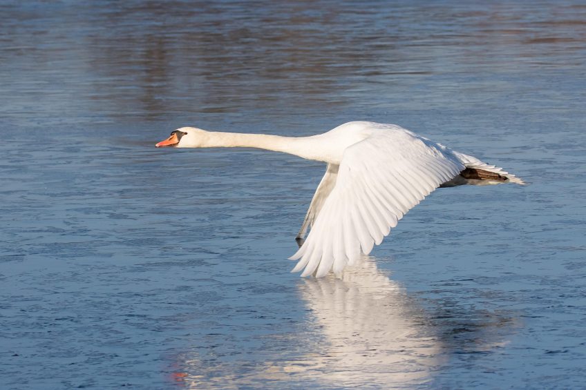 Photo: Wilfried Martin/imageBROKER/REX/Shutterstock