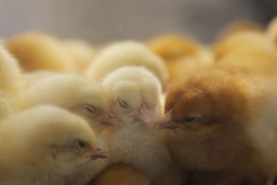 Armenian poultry farmers to hike up production