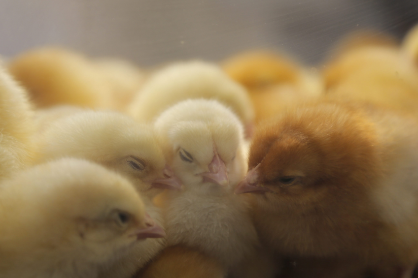 Armenian poultry farmers to hike up production