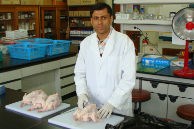 DDGS: Nutritious and ( inexpensive feed for poultry