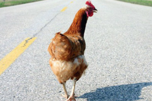 The poultry industry at an economic crossroads