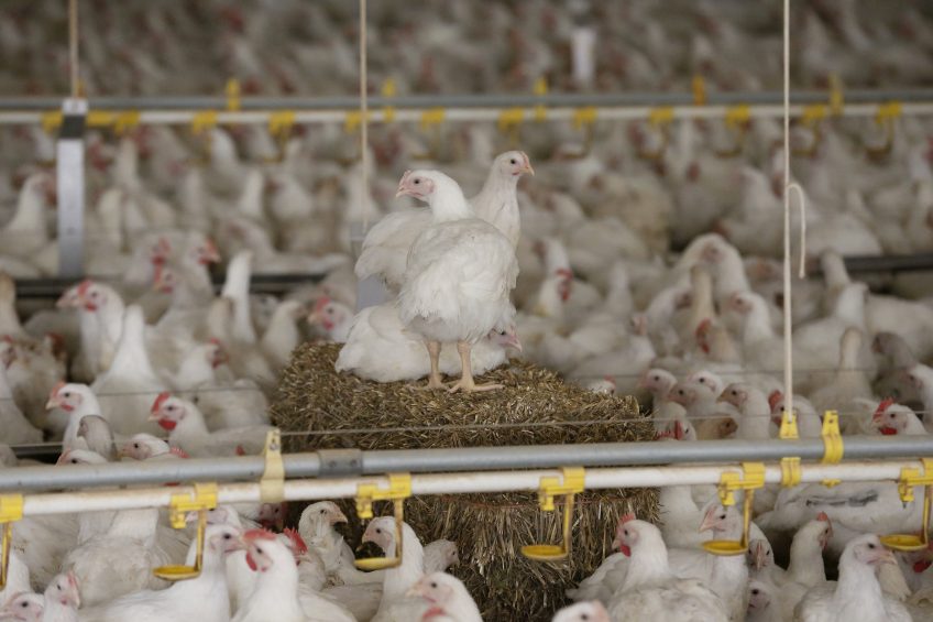 How a flock of broilers or layers is doing often comes down to guesswork, but that now coming to an end with new ERP-systems. Photo: Hans Prinsen