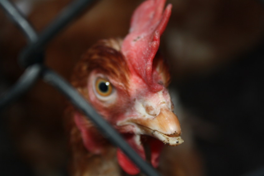 The Netherlands had four other cases of AI this past winter, all in various parts of the country. In those cases, the strain involved was low pathogene H5N8.