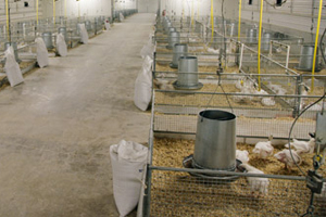 NZ poultry producer claims lowest FCR