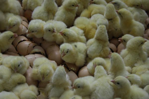 Course offered on incubation biology and management
