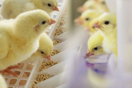 Photo: Hatchtech