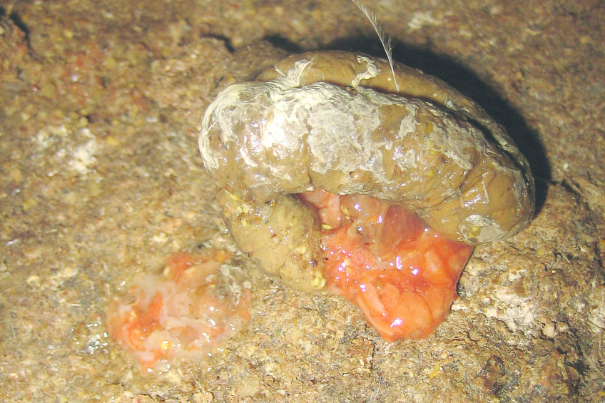 Orange mucus. Photo: Edward Mailyan