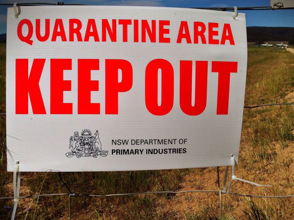 Bird flu strikes Australian layer farm