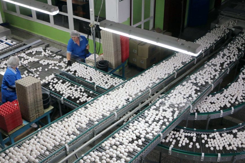 Despite the negative market conditions Russian egg production is still growing. In 2017 2% was added compared to 4.2% in the year before. Photo: Vladislav Vorotnikov