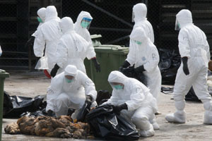 Hong Kong culls infected birds and bans imports