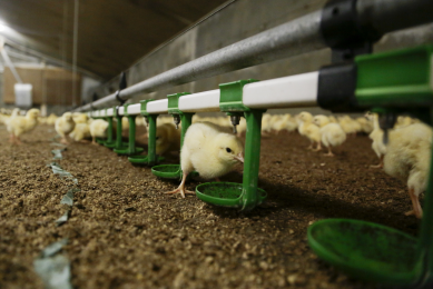 Norel study: Gustor N’RGY and zinc bacitracin in broilers