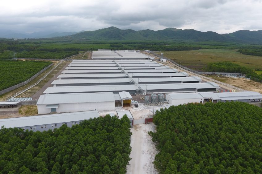 Poultry World was taken to visit a large environmentally controlled breeder unit containing 420,000 breeder birds and located near Huynh Mai Village, Tuy Phuoc Town, Binh Dinh Province. Photo: Stuart Lumb