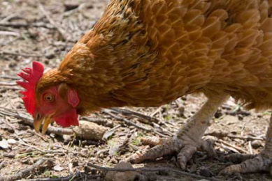 Chicken wormer supplies improve
