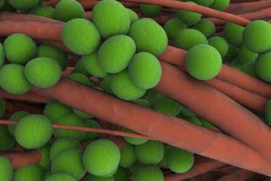 Livestock-associated MRSA found on UK poultry farm