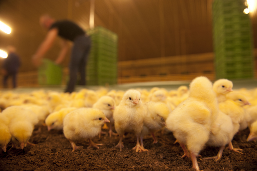 High tech tools to fight bird flu