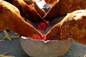Study: Identifying variations in nutritional value of corn