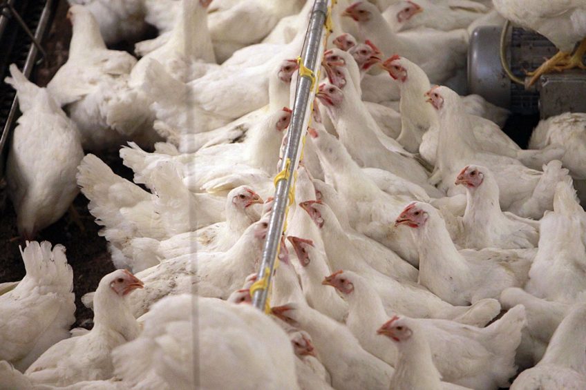 Russian company Metanica has recently presented a new generation of inactivated protein biomass based on methane under the brand name Metaprin. Photo: Bert Jansen