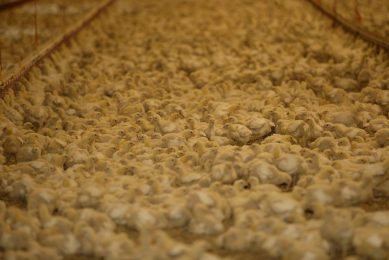 According to unofficial data, the equivalent of 30% of the entire poultry production in Paraguay is smuggled into the country. Photo: Henk Riswick