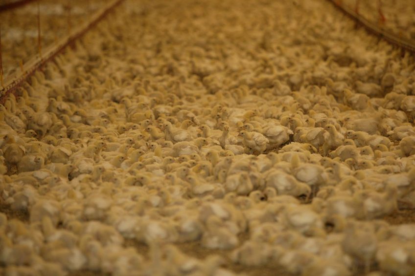 According to unofficial data, the equivalent of 30% of the entire poultry production in Paraguay is smuggled into the country. Photo: Henk Riswick