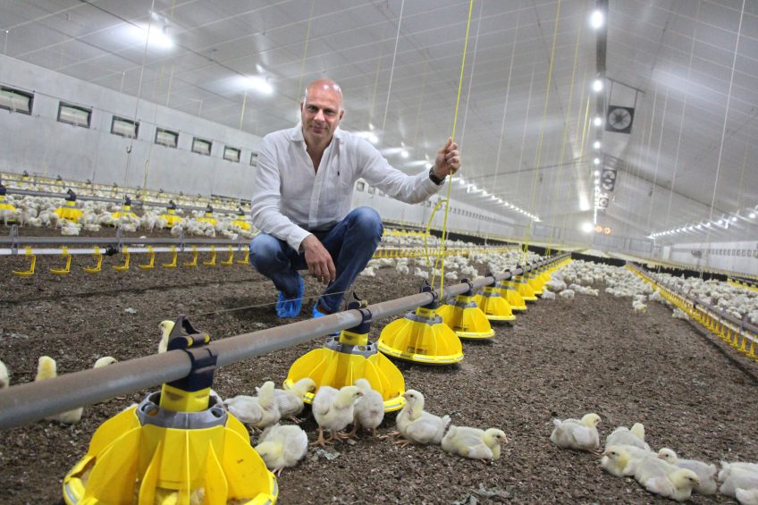 The main challenge when restricting the use of antibiotics and banning the use of AGP s, is how to deal with the fact that the animal becomes more vulnerable to certain diseases. Photo: Dick van Doorn