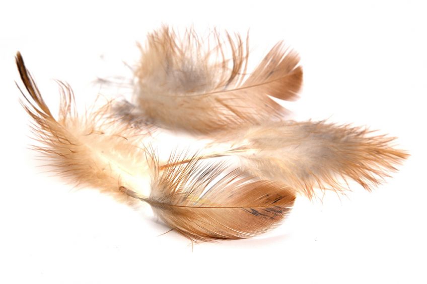Photo: Shutterstock