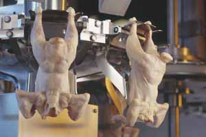 The breast meat yield may compensate  losses  made in FCR and or daily gain.