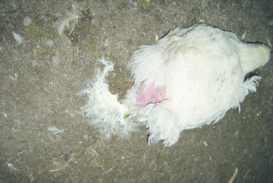 White layer on droppings