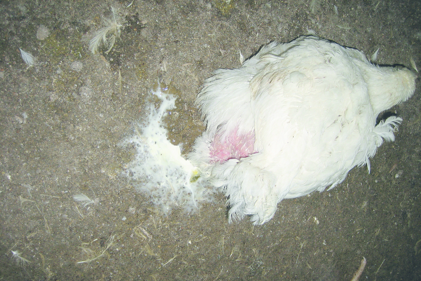 White layer on droppings