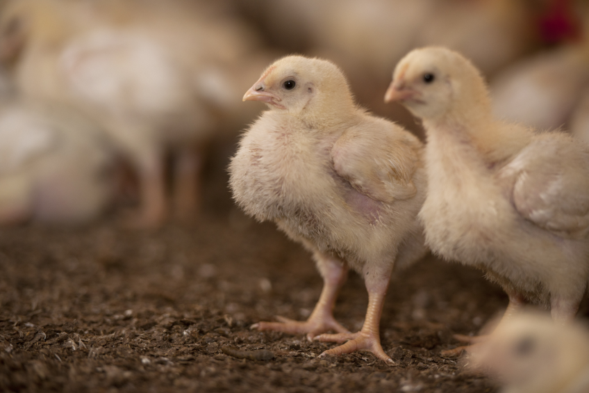 Campylobacter reduction: Feed additives role