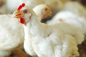 Climate change has little effect on poultry production